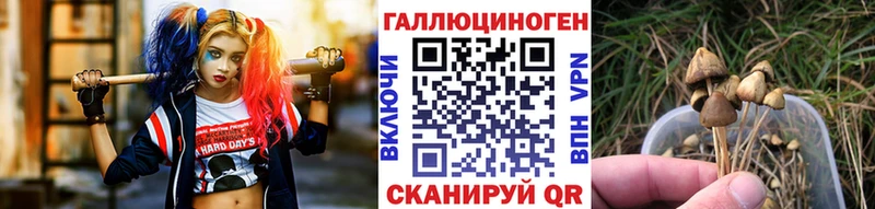 купить   Бийск  блэк спрут как войти  Псилоцибиновые грибы Psilocybe 